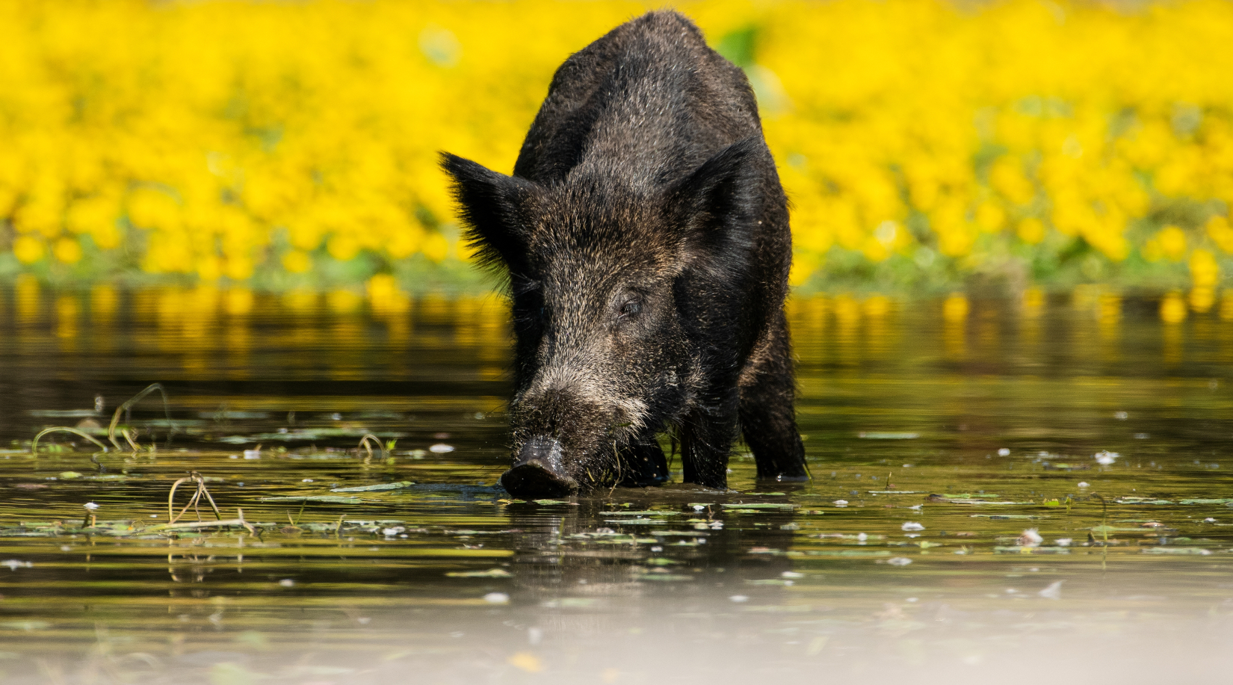 Deroga per la caccia al cinghiale in Calabria Deroga per la caccia al cinghiale in Calabria