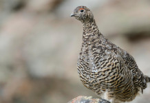 Federcaccia Piemonte chiede ripristino calendario venatorio originario Federcaccia Piemonte chiede ripristino calendario venatorio originario: pernice bianca (rock ptarmigian, lagopus muta)