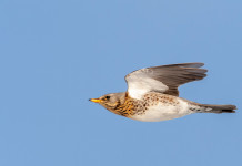 Oggi la discussione del calendario venatorio della Lombardia Oggi la discussione del calendario venatorio della Lombardia (cesena, fieldfare, turdus pilaris, in volo)