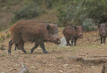Peste suina, diffuso l’elenco dei comuni nella zona di controllo dell’espansione virale Peste suina, diffuso l’elenco dei comuni nella zona di controllo dell’espansione virale: tre cinghiali