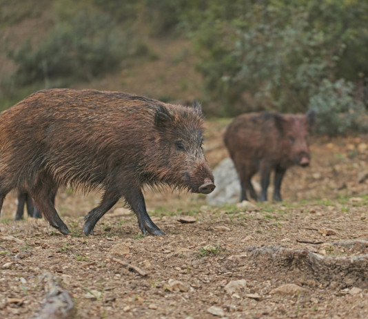 Peste suina, diffuso l’elenco dei comuni nella zona di controllo dell’espansione virale Peste suina, diffuso l’elenco dei comuni nella zona di controllo dell’espansione virale: tre cinghiali