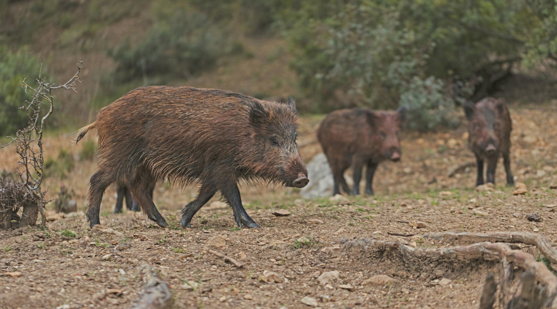 Peste suina, diffuso l’elenco dei comuni nella zona di controllo dell’espansione virale Peste suina, diffuso l’elenco dei comuni nella zona di controllo dell’espansione virale: tre cinghiali
