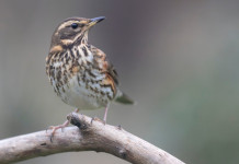 Respinto controricorso Federcaccia sul calendario venatorio delle Marche Respinto controricorso Federcaccia sul calendario venatorio delle Marche: tordo sassello (Turdus iliacus, redwing)