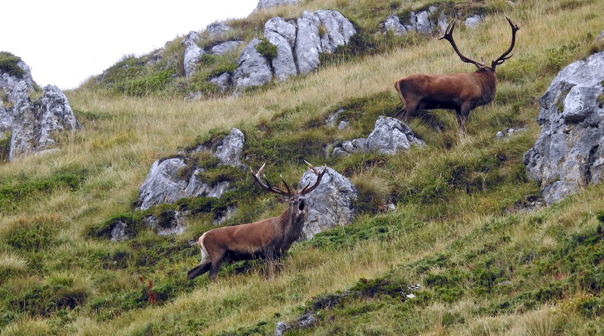cervo contro capriolo cervo contro capriolo