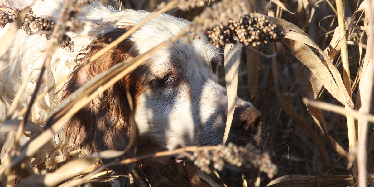 Caccia al fagiano con il cane da ferma Caccia al fagiano con il cane da ferma