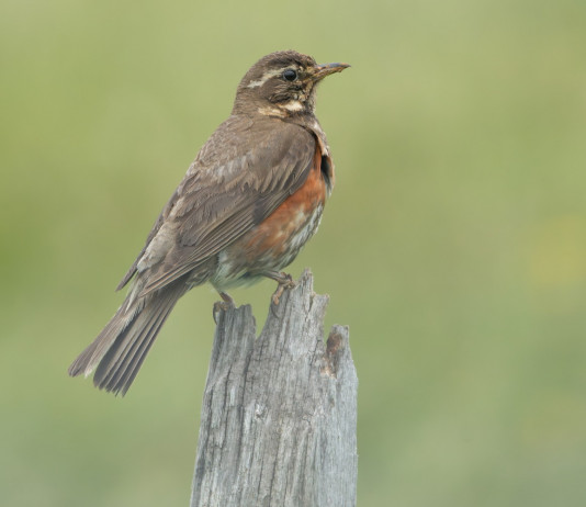 Fidc presenta ricorso contro la chiusura anticipata della caccia al tordo in Calabria Fidc presenta ricorso contro la chiusura anticipata della caccia al tordo in Calabria: tordo sassello (Turdus iliacus - redwing)