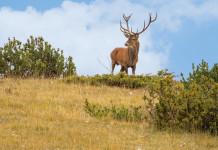 Resta sospesa la caccia di selezione al cervo in Abruzzo Resta sospesa la caccia di selezione al cervo in Abruzzo