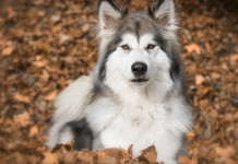 La Cassazione: no alla detenzione di ibridi di lupo e cane La Cassazione: no alla detenzione di ibridi di lupo e cane