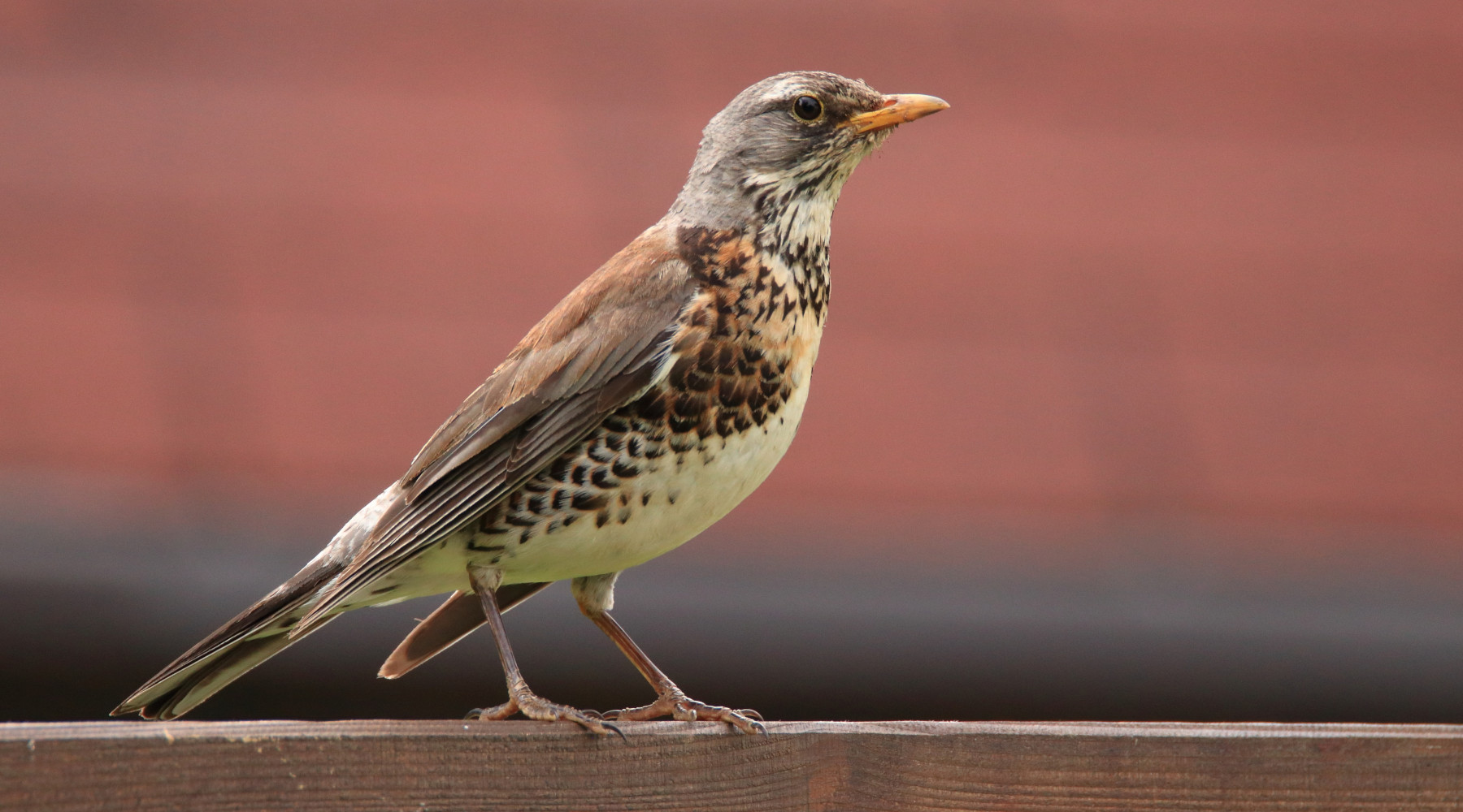 Respinto ricorso sul calendario venatorio dell’Emilia Romagna Respinto ricorso sul calendario venatorio dell’Emilia Romagna: cesena (fieldfare)