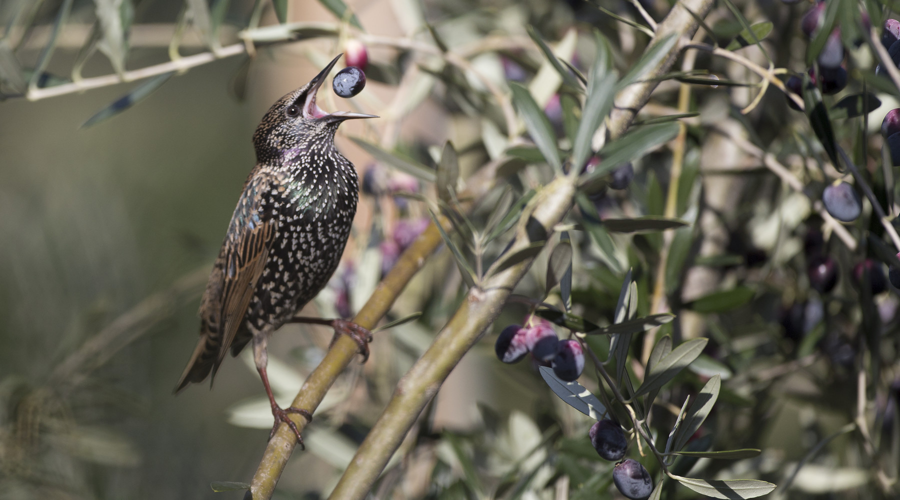 Sospesa caccia allo storno in Toscana, Arcicaccia chiede innalzamento quota Sospesa caccia allo storno in Toscana, Arcicaccia chiede innalzamento quota: storno mangia oliva