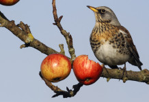 Arcicaccia: sul calendario venatorio dell’Umbria «un disastro annunciato» Arcicaccia: sul calendario venatorio dell’Umbria «un disastro annunciato» - cesena (Turdus pilaris) sul ramo di un melo