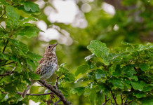 Caos in Umbria dopo l’emendamento sui calendari venatori Caos in Umbria dopo l’emendamento sui calendari venatori: tordo sassello (Turdus philomelos)