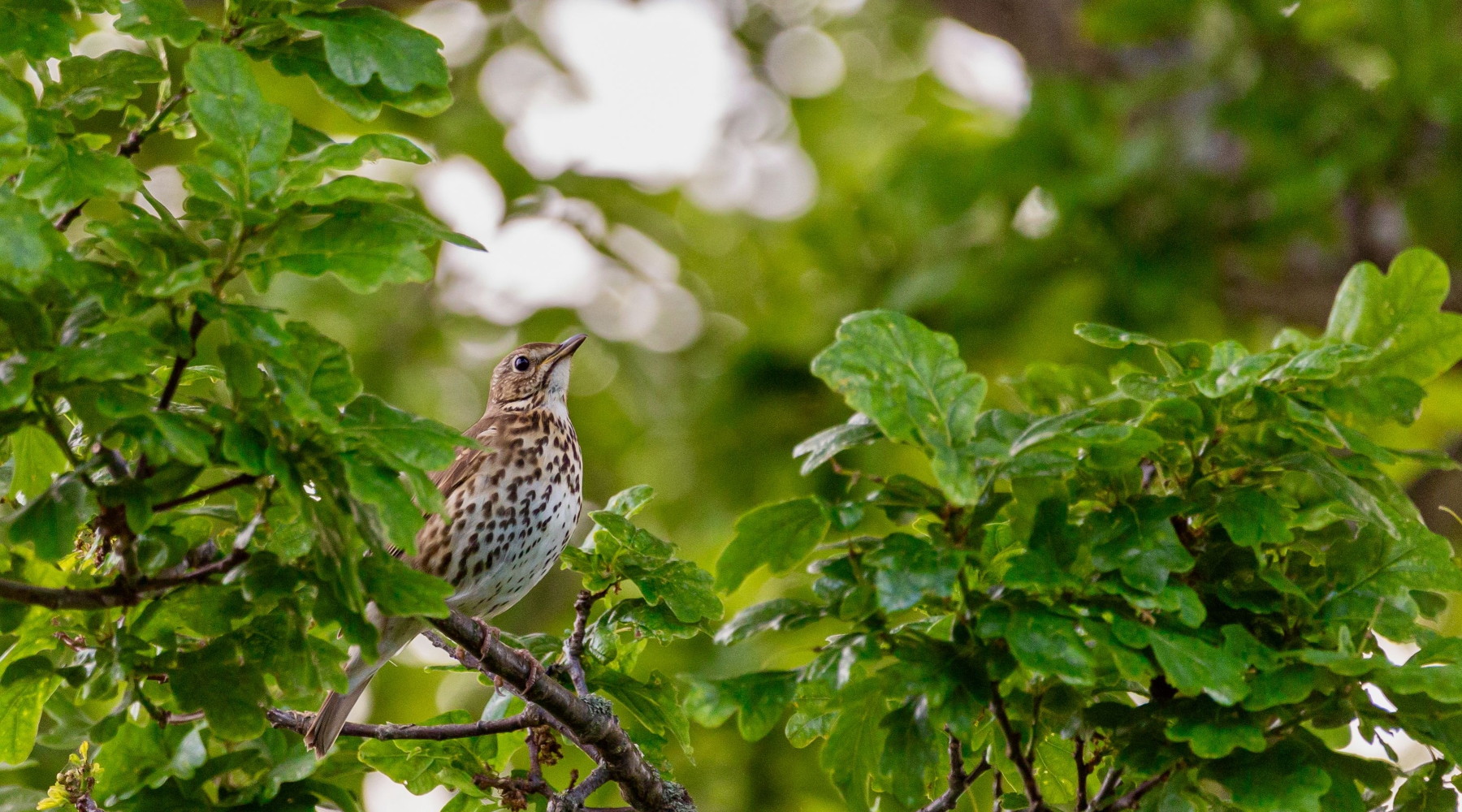 Caos in Umbria dopo l’emendamento sui calendari venatori Caos in Umbria dopo l’emendamento sui calendari venatori: tordo sassello (Turdus philomelos)