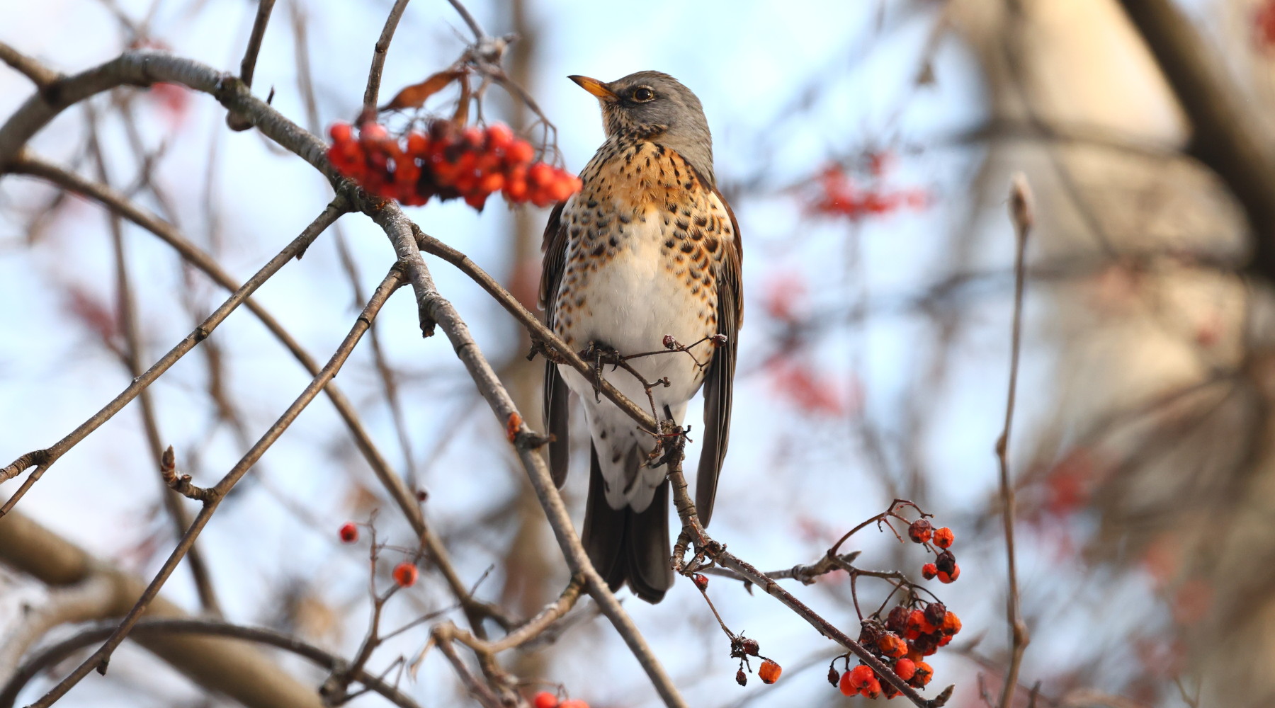Chiusura della caccia in Umbria, animalisti diffidano Regione Chiusura della caccia in Umbria, animalisti diffidano Regione: cesena (turdus pilaris, fieldfare) su ramo