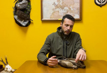 Dove si trova il pennino del pittore nella beccaccia? Il video tutorial della Caccia Magazine Academy Dove si trova il pennino del pittore nella beccaccia video tutorial della Caccia Magazine Academy