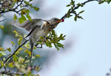 L’Arcicaccia chiede chiarimenti sul calendario venatorio dell’Umbria L’Arcicaccia chiede chiarimenti sul calendario venatorio dell’Umbria: cesena (Turdus pilaris)
