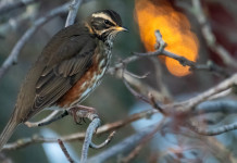 Provincia di Sondrio perde ricorso su individuazione dei valichi montani Provincia di Sondrio perde ricorso su identificazione dei valichi montani: tordo sassello (Turdus iliacus) su un ramo d'inverno