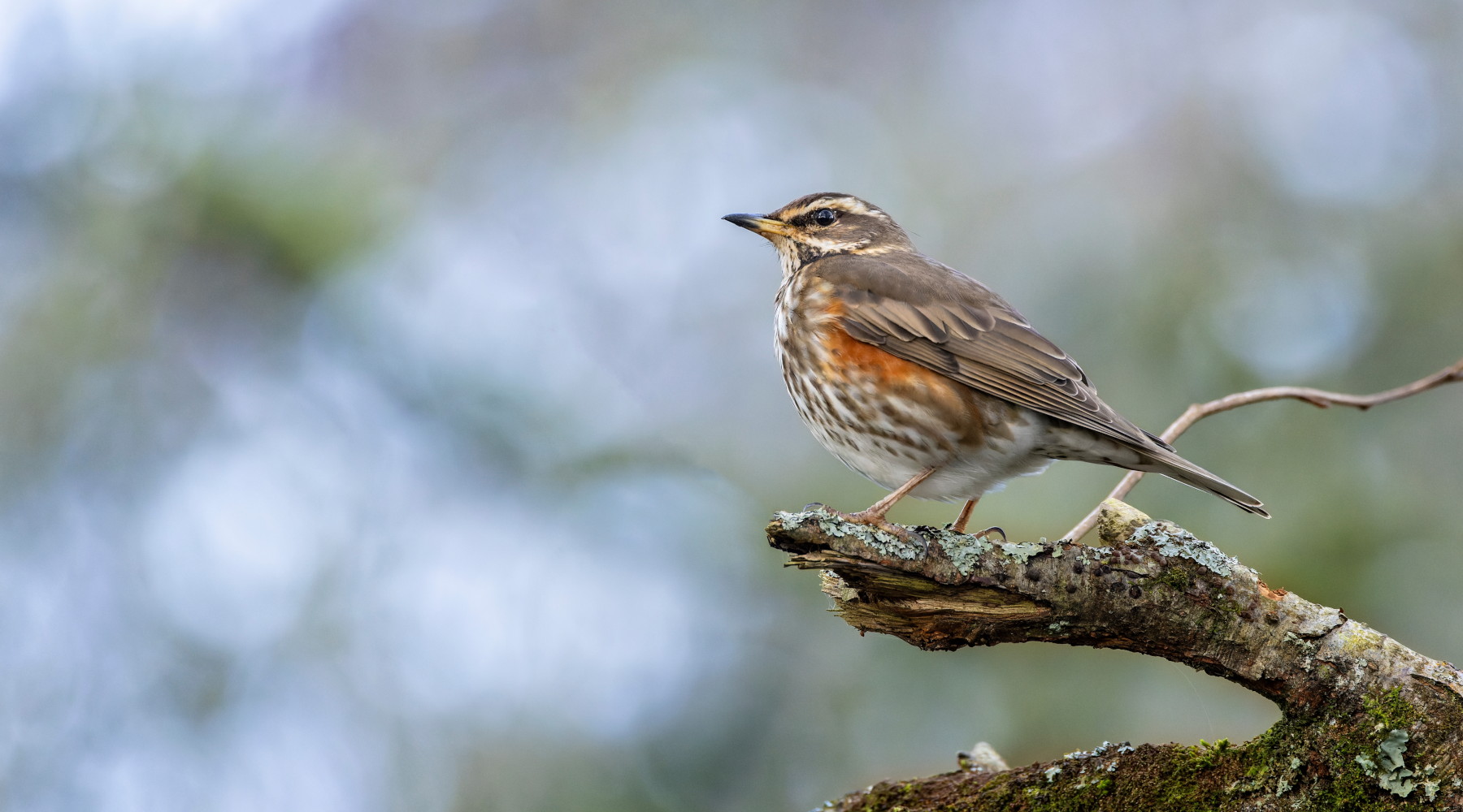 Riapre la caccia al tordo in Calabria Riapre la caccia al tordo in Calabria: tordo sassello (redwing, Turdus iliacus)