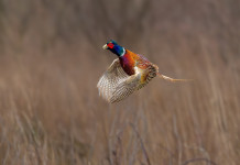 Federcaccia chiede investimenti a favore della fauna selvatica Federcaccia chiede investimenti a favore della fauna selvatica: fagiano in volo