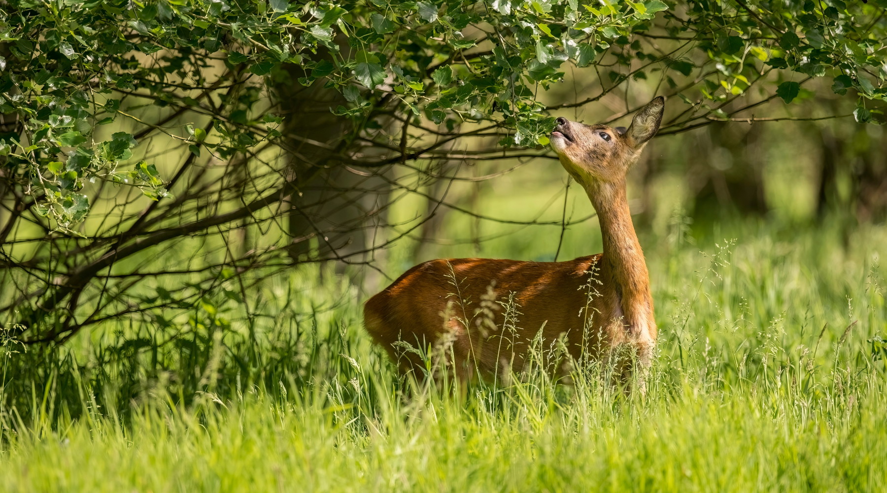 Alla Camera convegno sul ruolo della scienza nella gestione della fauna selvatica Alla Camera convegno sul ruolo della scienza nella gestione della fauna selvatica: capriolo mangia foglie da albero