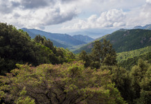 Giornata mondiale delle foreste, Federcaccia: «Necessaria visione olistica» Giornata mondiale delle foreste, Federcaccia: «Necessaria visione olistica»