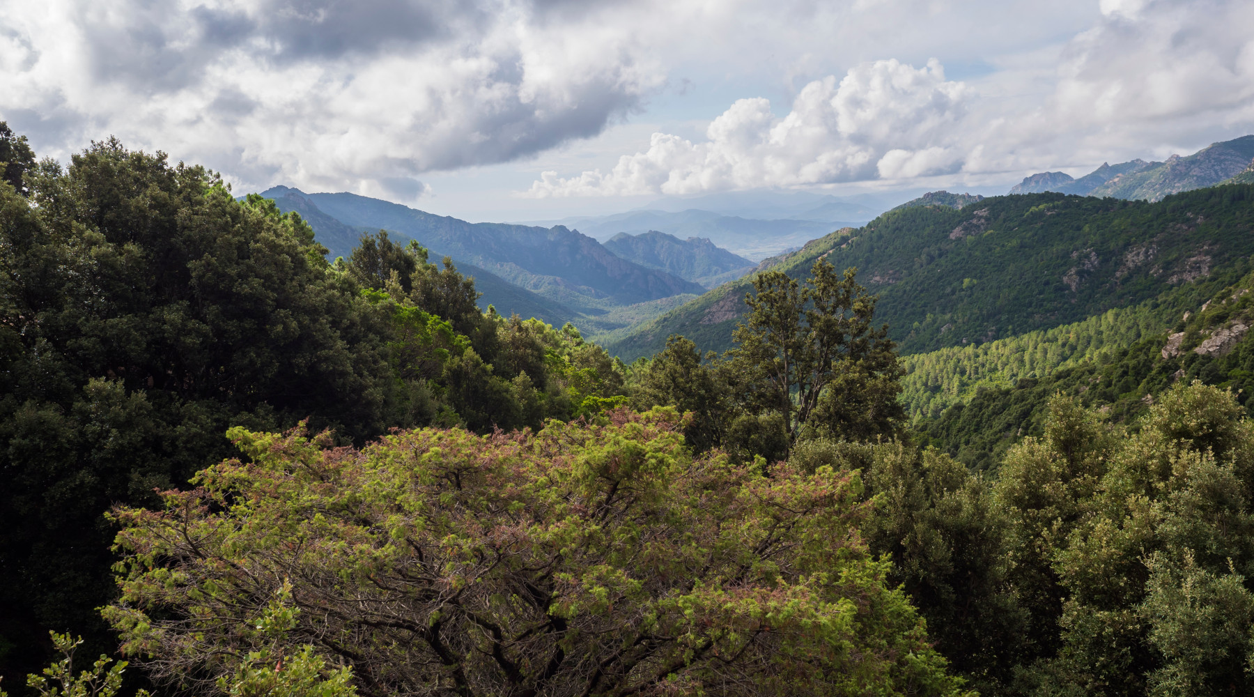 Giornata mondiale delle foreste, Federcaccia: «Necessaria visione olistica» Giornata mondiale delle foreste, Federcaccia: «Necessaria visione olistica»