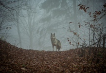 Ambientalisti: no caccia, lupo resta specie protetta Ambientalisti: no caccia, lupo resta specie protetta - lupo nella foresta