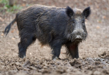 Cia Agricoltori chiede tre modifiche della legge sulla caccia Cia Agricoltori chiede tre modifiche della legge sulla caccia: cinghiale