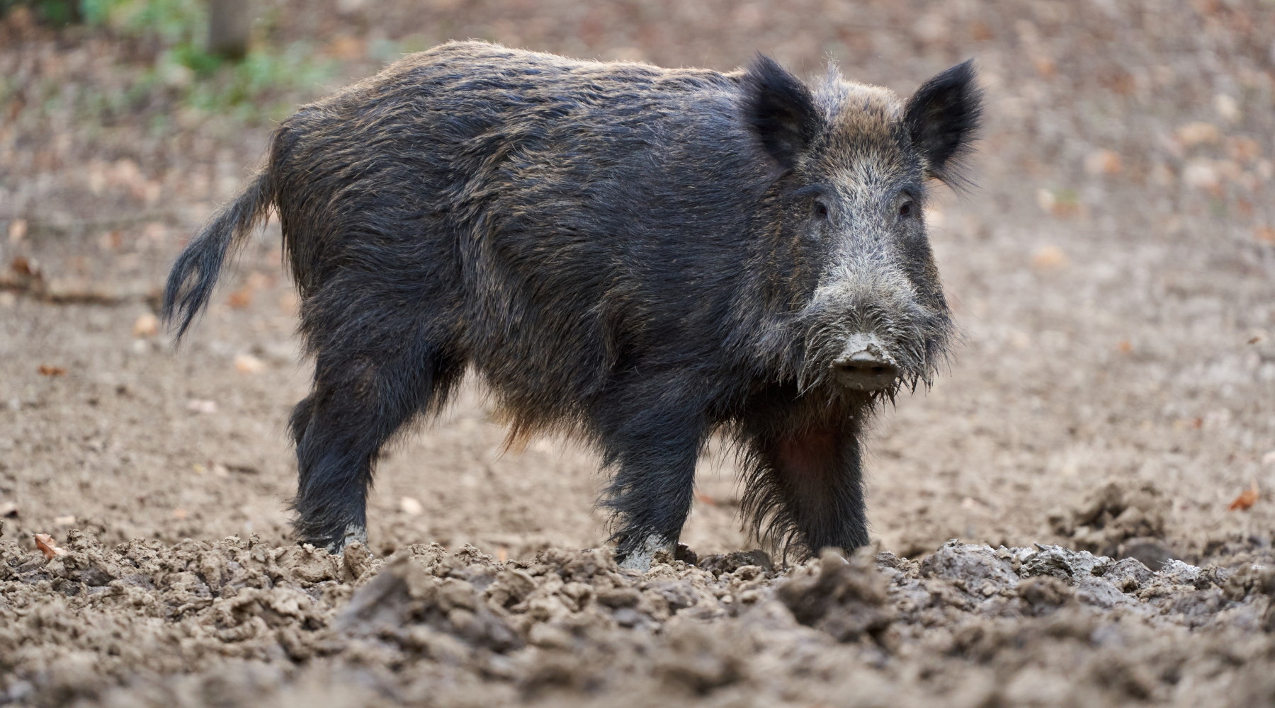 Cia Agricoltori chiede tre modifiche della legge sulla caccia Cia Agricoltori chiede tre modifiche della legge sulla caccia: cinghiale