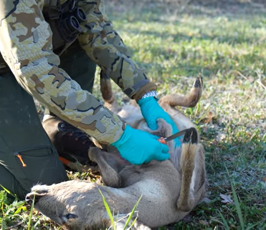 Come eviscerare un capriolo sul campo: il video della Caccia Magazine Academy Come eviscerare un capriolo sul campo il video della Caccia Magazine Academy