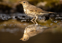 Federcaccia commenta il rapporto dell’Ispra sull’abbattimento d’avifauna selvatica Federcaccia commenta il rapporto dell’Ispra: tordo bottaccio si specchia in acqua