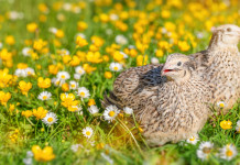 Le osservazioni di Federcaccia e Arcicaccia alla bozza di calendario venatorio della Campania Federcaccia e Arcicaccia osservazioni alla bozza di calendario venatorio della Campania: due quaglie in prato fiorito