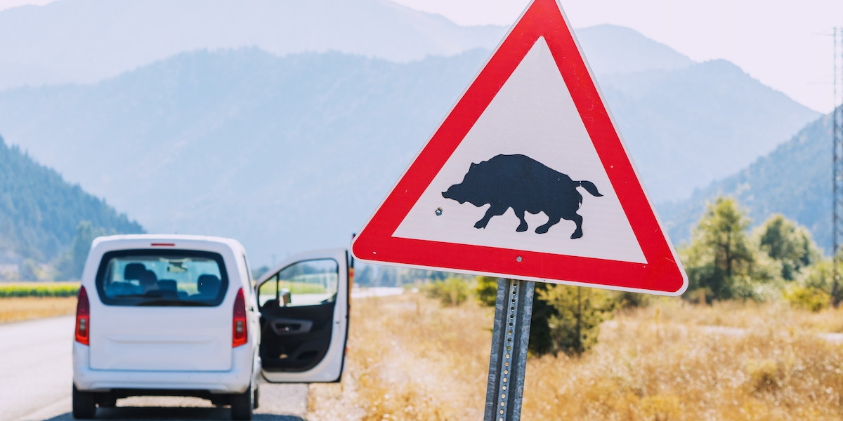 Incidenti stradali causati dalla fauna selvatica: chi paga i danni? Incidenti stradali causati dalla fauna selvatica: chi paga i danni?