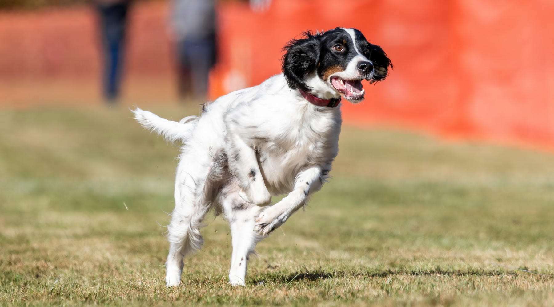 Pd attacca l’Enci per le prove cinofile su selvaggina naturale in primavera Pd attacca l’Enci per le prove cinofile su selvaggina naturale in primavera: setter inglese corre