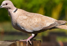 Ok alla caccia in deroga a tortora dal collare e piccione in Toscana Ok alla caccia in deroga a tortora dal collare e piccione in Toscana