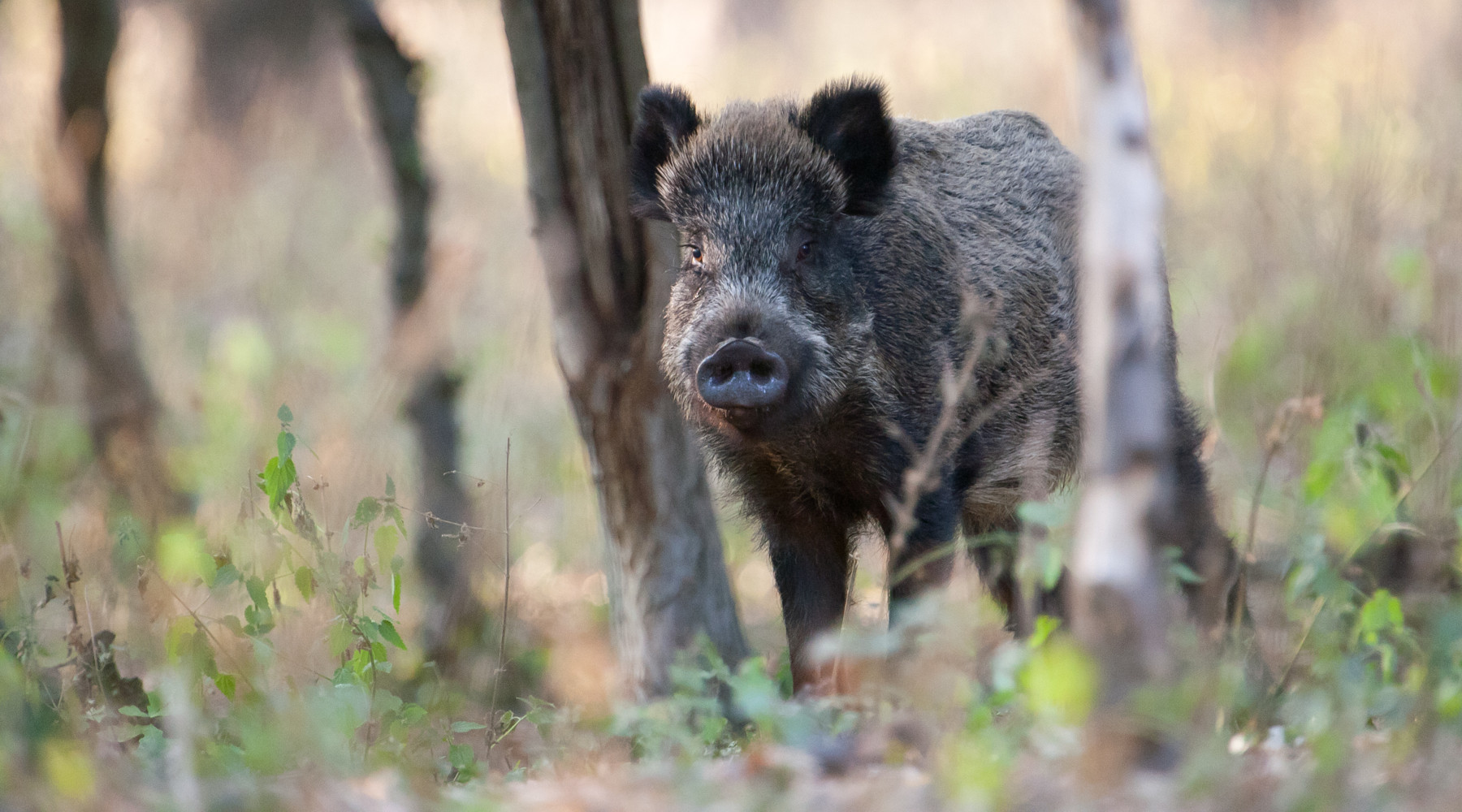 Sacchetti (Coldiretti, Ab): «La legge 157/92 è un punto di equilibrio» Sacchetti (Coldiretti, Ab): «La legge 157/92 è un punto di equilibrio»: cinghiale nel bosco