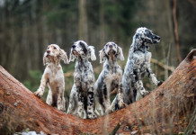 Senato approva legge sul maltrattamento degli animali Senato approva legge sul maltrattamento degli animali: quattro setter