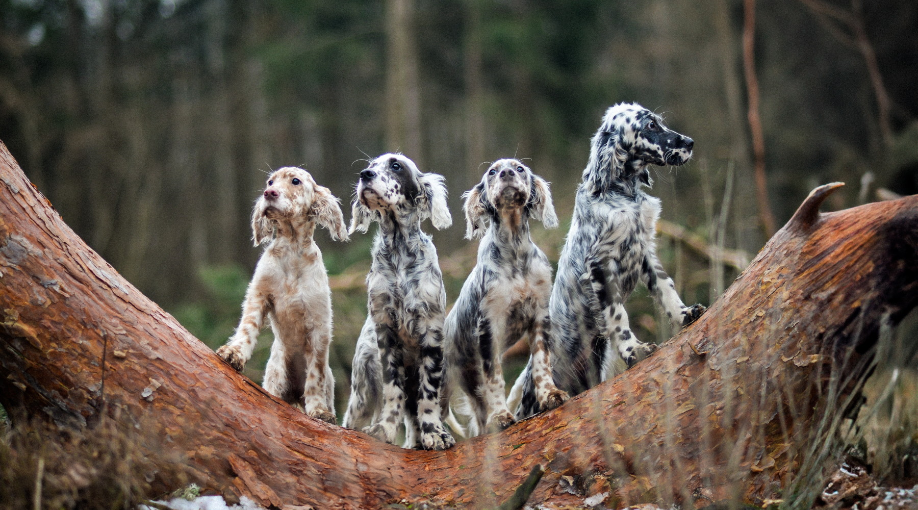 Senato approva legge sul maltrattamento degli animali Senato approva legge sul maltrattamento degli animali: quattro setter