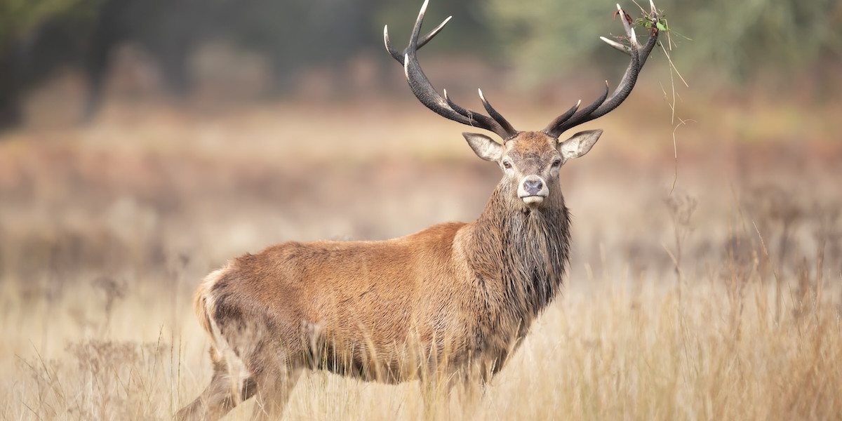 Storie naturali degli ungulati italiani Storie naturali degli ungulati italiani