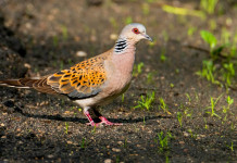 In Lombardia divieto di caccia a tre specie nel 2025/2026 In Lombardia divieto di caccia a tre specie nel 2025/2026: tortora selvatica (Streptopelia turtur)