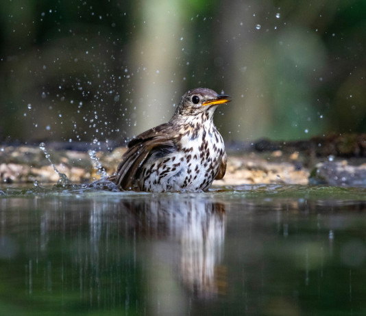 Quanti calendari venatori regionali mancano ancora? Quanti calendari venatori regionali mancano ancora? tordo bottaccio in acqua