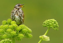 Approvato emendamento sull’abolizione del divieto di caccia in prossimità dei valichi montani Approvato emendamento sull’abolizione del divieto di caccia in prossimità dei valichi montani: tordo sassello (Turdus iliacus)