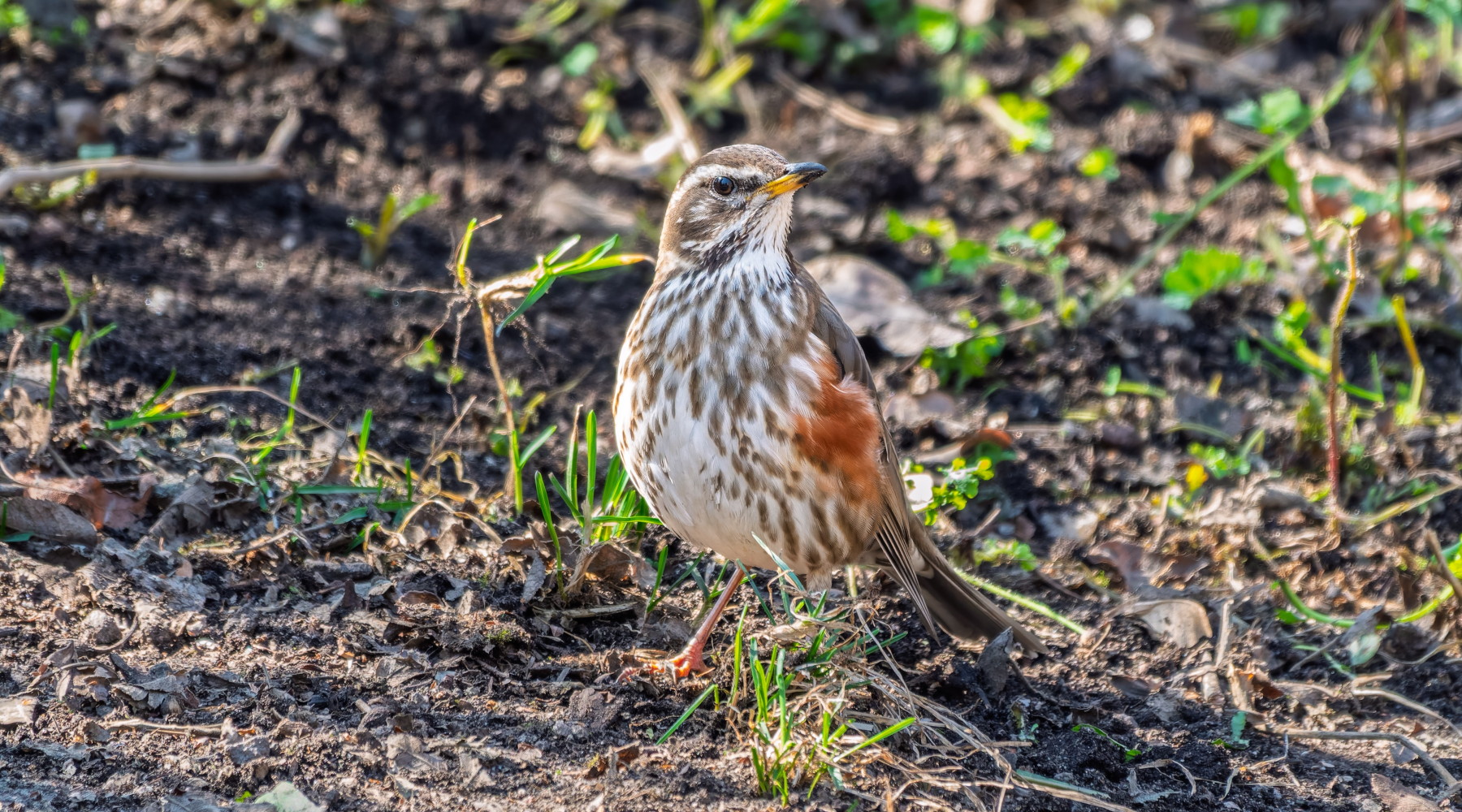 Cambia la normativa sui richiami vivi in Veneto Cambia la normativa sui richiami vivi in Veneto - tordo sassello (Turdus iliacus)