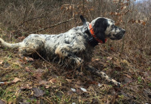 Cani da caccia: la magia della ferma Cani da caccia: la magia della ferma