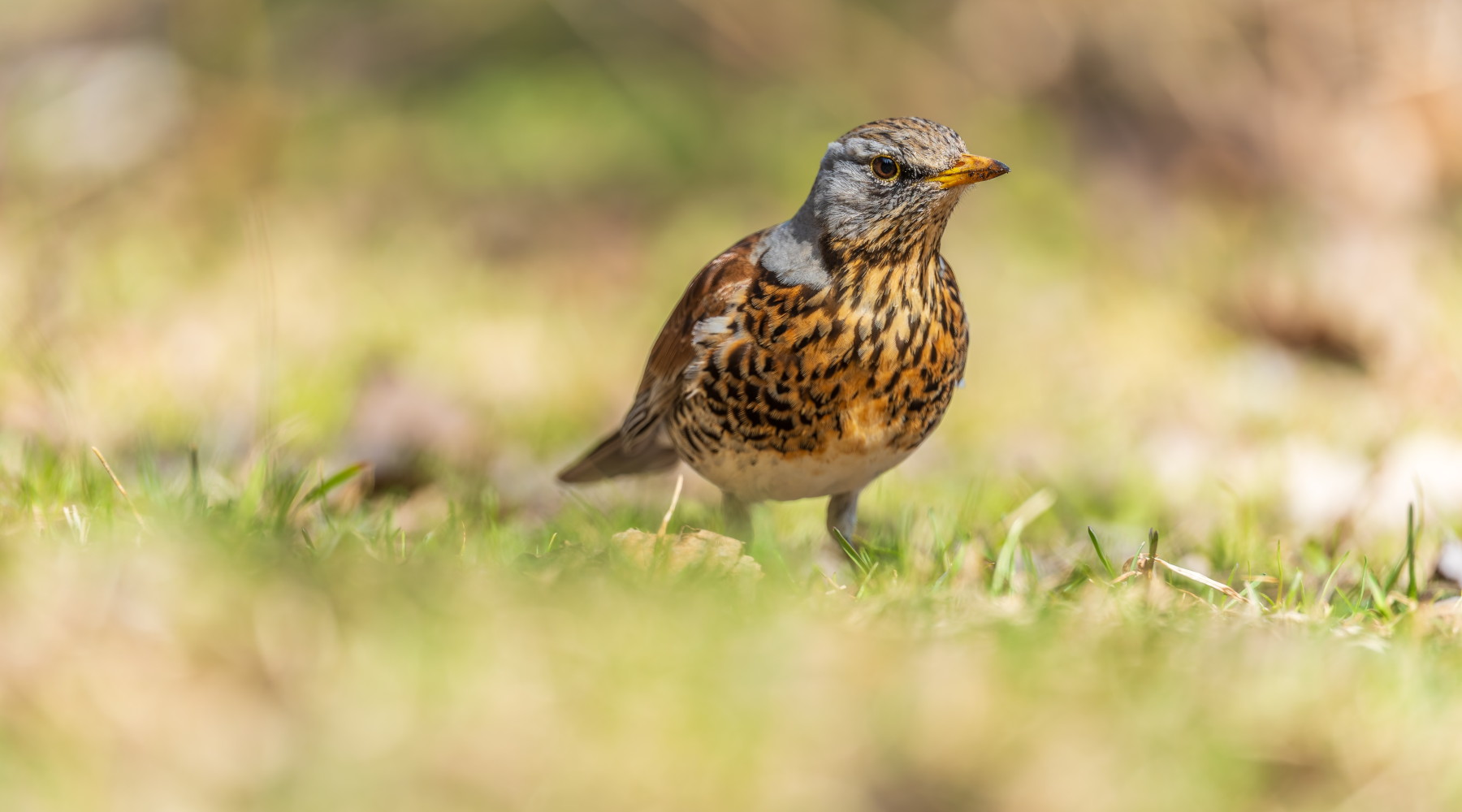 Due emendamenti per sopprimere l’articolo sui valichi montani Due emendamenti per sopprimere l’articolo sui valichi montani - cesena (Turdus pilaris, fieldfare)