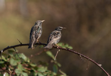 Toscana autorizza la preapertura a tre specie cacciabili in deroga Toscana autorizza la preapertura a tre specie cacciabili in deroga: due storni
