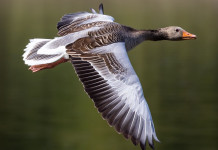 Emendamento del centrodestra per aumentare le specie cacciabili Emendamento del centrodestra per aumentare le specie cacciabili - oca selvatica in volo