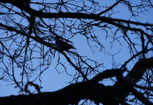 Libera Caccia: bene l’opposizione Fidc all’eventuale controllo del colombaccio in Toscana Libera Caccia: bene l’opposizione Fidc all’eventuale controllo del colombaccio in Toscana - colombaccio su ramo in controluce