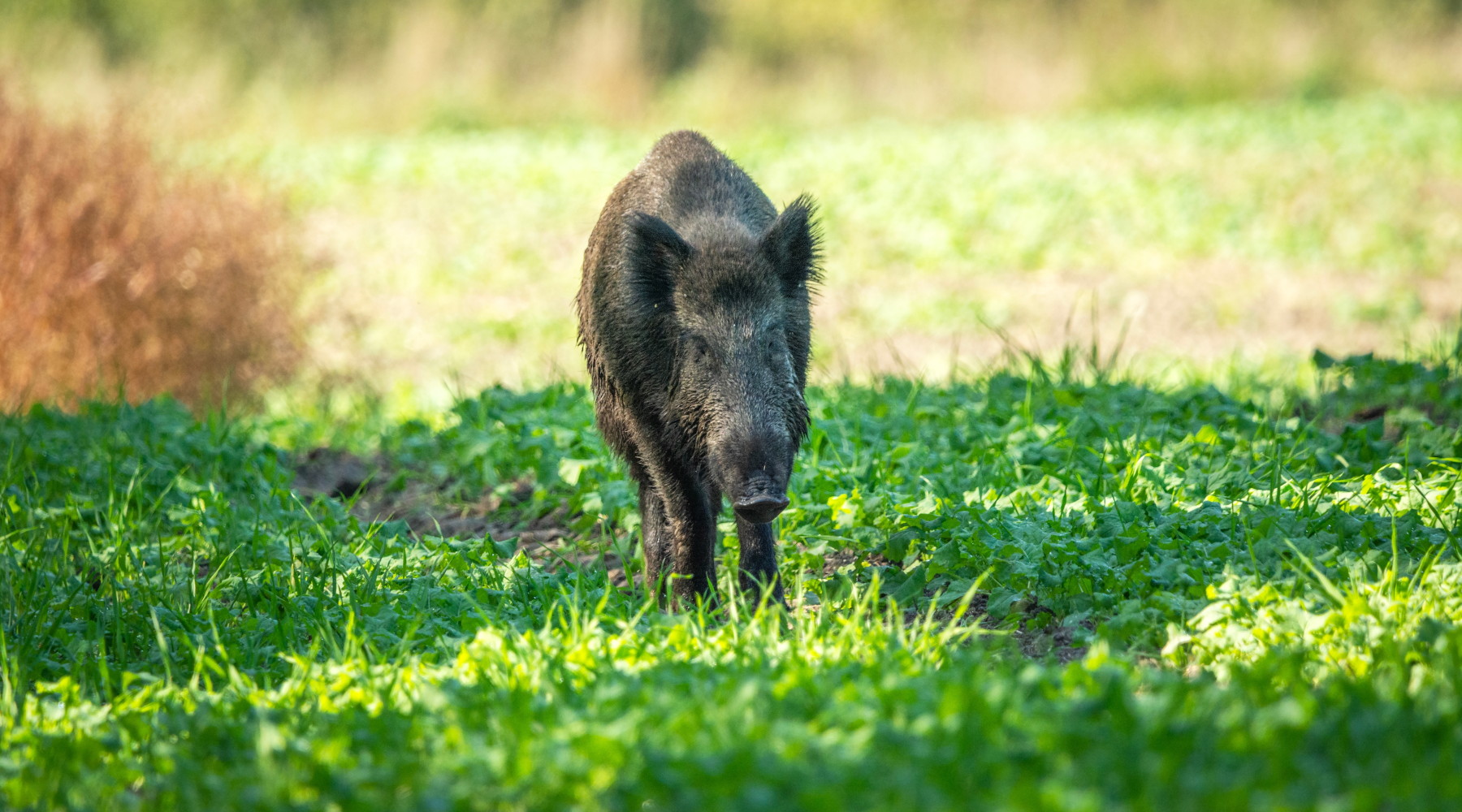 Lazio snellisce procedure per l’attivazione del controllo del cinghiale Lazio snellisce procedure per l’attivazione del controllo del cinghiale