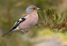 Wwf: azioni legali per bloccare la caccia in deroga al fringuello Wwf: azioni legali per bloccare la caccia in deroga al fringuello